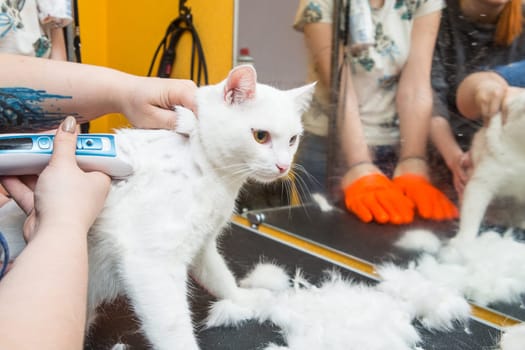 Cat grooming in pet grooming salon. Woman uses the trimmer for trimming fur