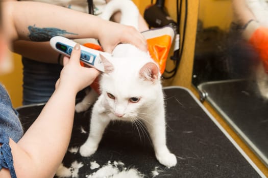 Cat grooming in pet grooming salon. Woman uses the trimmer for trimming fur