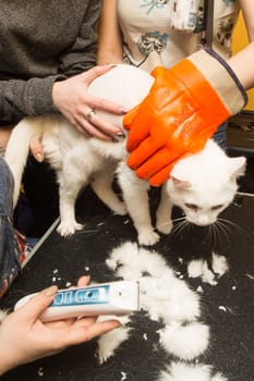 Cat grooming in pet grooming salon. Woman uses the trimmer for trimming fur