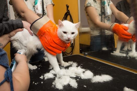 Cat grooming in pet grooming salon. Woman uses the trimmer for trimming fur