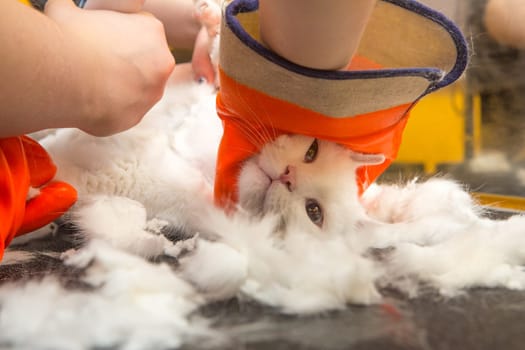Cat grooming in pet grooming salon. Woman uses the trimmer for trimming fur