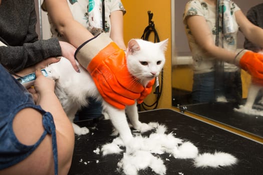 Cat grooming in pet grooming salon. Woman uses the trimmer for trimming fur