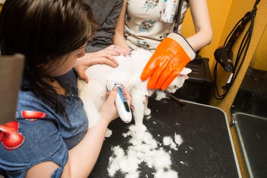 Cat grooming in pet grooming salon. Woman uses the trimmer for trimming fur