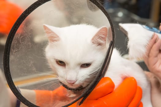 Cat grooming in pet grooming salon. Woman uses the trimmer for trimming fur