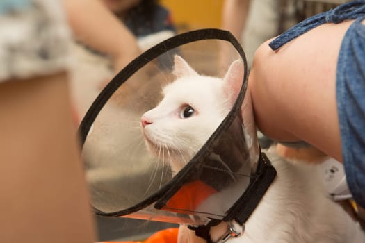 Beautiful cat in a beauty salon. Grooming animals, washing a bathing cat, combing hair, blow-drying. Grooming master cat care