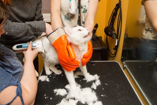 Cat grooming in pet grooming salon. Woman uses the trimmer for trimming fur
