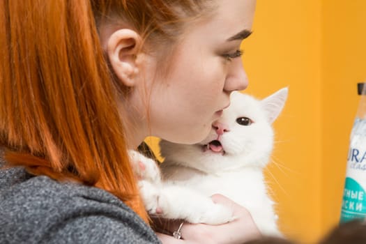 Beautiful cat in a beauty salon. Grooming animals, washing a bathing cat, combing hair, blow-drying. Grooming master cat care