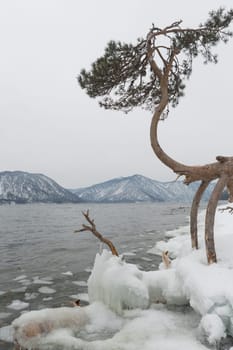 unfrozen Lake Teletskoye in winter. Russia Altai Krai.