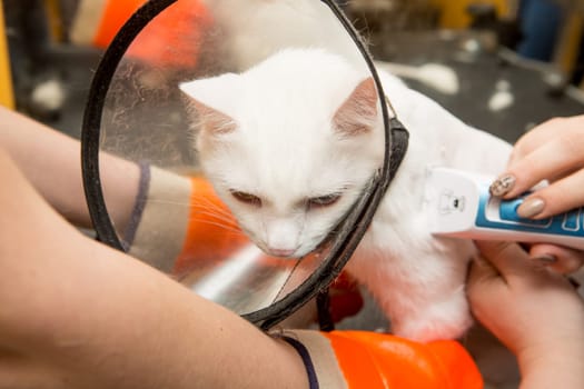 Cat grooming in pet grooming salon. Woman uses the trimmer for trimming fur
