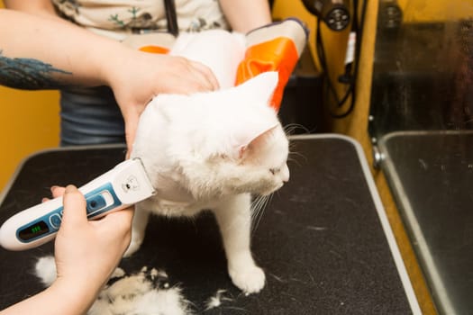 Cat grooming in pet grooming salon. Woman uses the trimmer for trimming fur