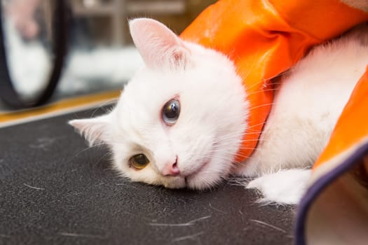 Cat grooming in pet grooming salon. Woman uses the trimmer for trimming fur