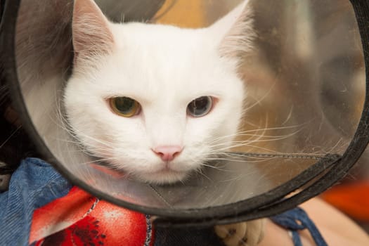 Beautiful cat in a beauty salon. Grooming animals, washing a bathing cat, combing hair, blow-drying. Grooming master cat care