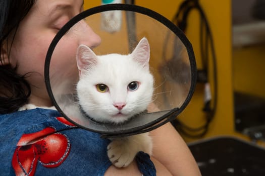 Beautiful cat in a beauty salon. Grooming animals, washing a bathing cat, combing hair, blow-drying. Grooming master cat care