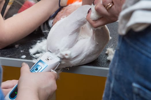 Cat grooming in pet grooming salon. Woman uses the trimmer for trimming fur