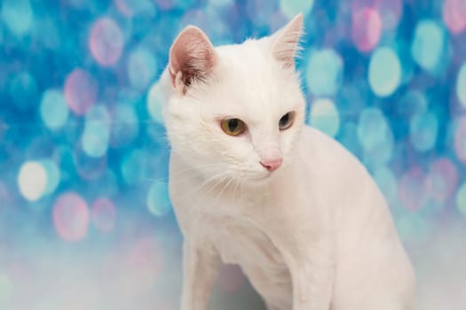 Beautiful cat in a beauty salon. Grooming animals, washing a bathing cat, combing hair, blow-drying. Grooming master cat care
