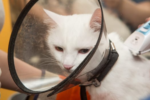 Cat grooming in pet grooming salon. Woman uses the trimmer for trimming fur