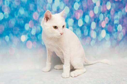 Beautiful cat in a beauty salon. Grooming animals, washing a bathing cat, combing hair, blow-drying. Grooming master cat care