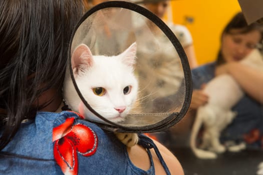 Beautiful cat in a beauty salon. Grooming animals, washing a bathing cat, combing hair, blow-drying. Grooming master cat care
