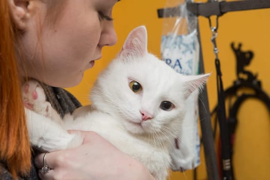Beautiful cat in a beauty salon. Grooming animals, washing a bathing cat, combing hair, blow-drying. Grooming master cat care