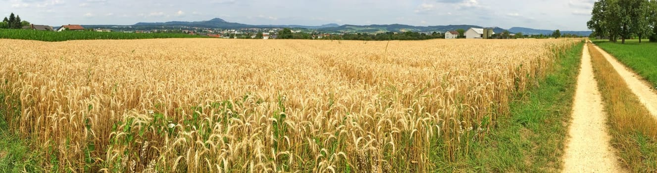 field of ripe rye with blue sky