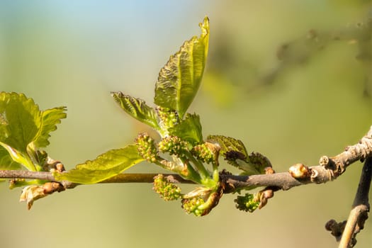 Macro shot of the leaf and flower buds of the black mulberry against a blurred background