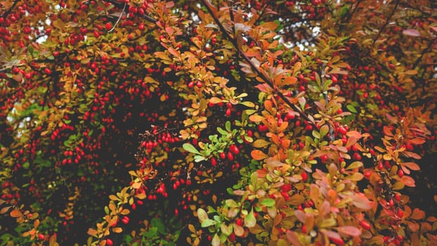 Closeup toned image of autumn barberry bush with ripe berries.