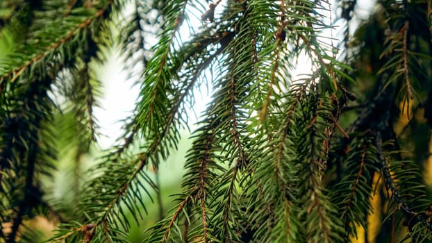 Closeup image of green needles growing on fir tree in the forest.