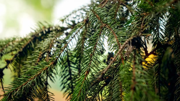 Macro image of sharp green needles on fir tree in the forest.
