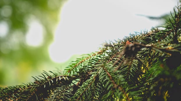 Toned abstract image of fir tree branch in the forest.