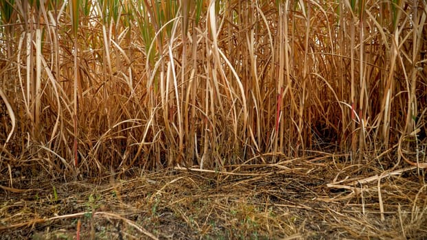 Dry grass, reed and cane on field at autumn.