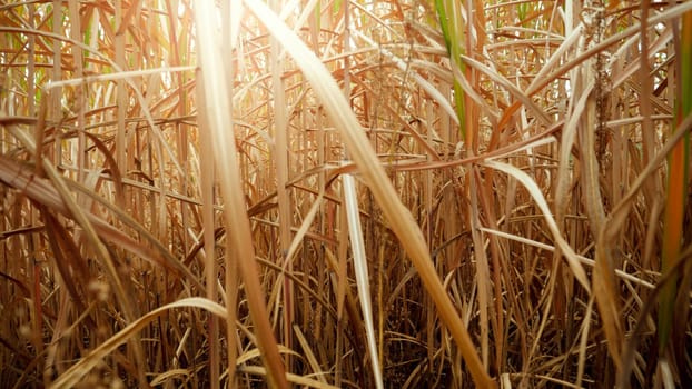 Closeup image of looking through dry reed and sugar cane on field.