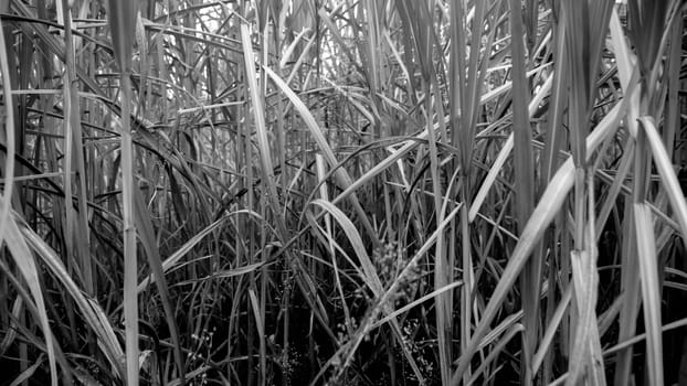 Closeup black and white photo of dry high grass and reed on the field.
