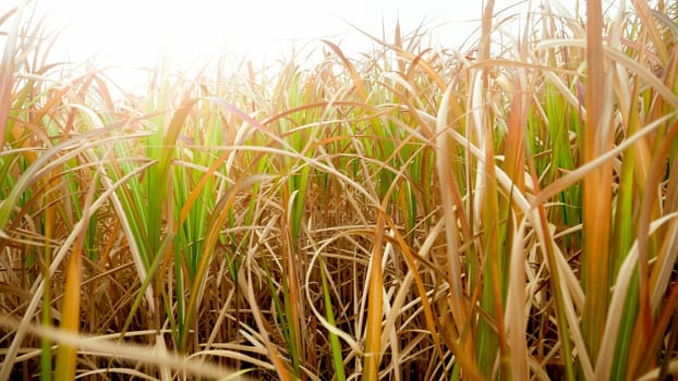 Closeup image of sun shining through dry yellow grass and reeds on the field.