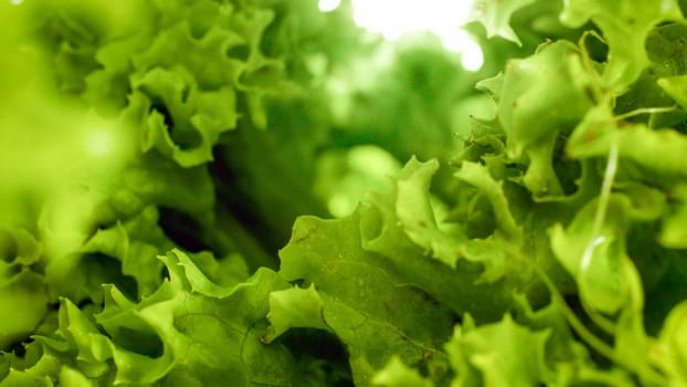 Macro image of fresh lettuce salad leaves. Background for healthy food and GMO free products.Diet nutrition and fresh vegetables