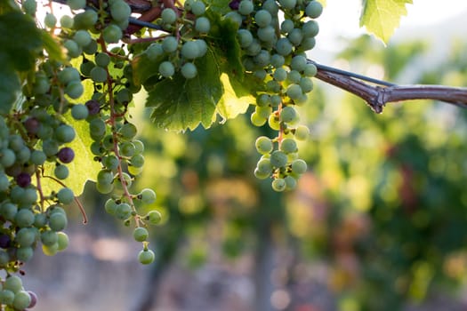 Green vine grapes on a farm, evening sun, Tuscany
