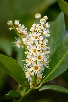 Macro shot of a blossom of the cherry laurel Laurocerasus with buds and leaves