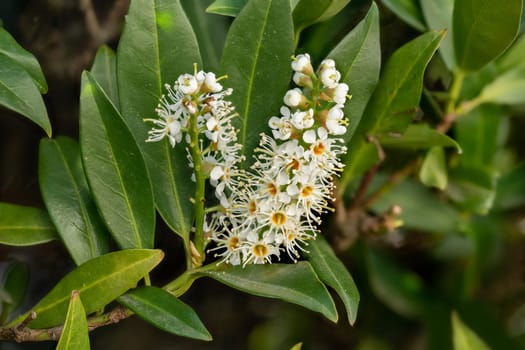 Macro shot of a blossom of the cherry laurel Laurocerasus with buds and leaves