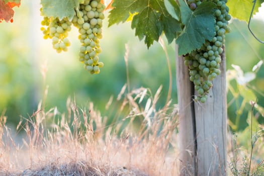 Blue and green vine grapes on a farm, evening sun, Tuscany