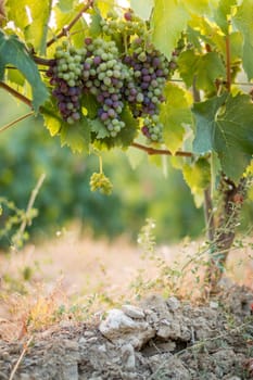 Blue and green vine grapes on a farm, evening sun, Tuscany
