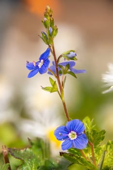 Detail view of the flowers of the Veronica speedwell plant against a blurred background