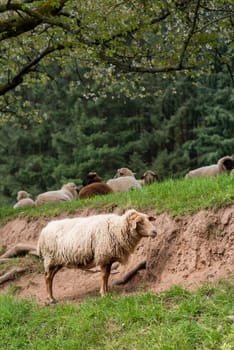 A white sheep stands in a meadow in front of a slope against a green background