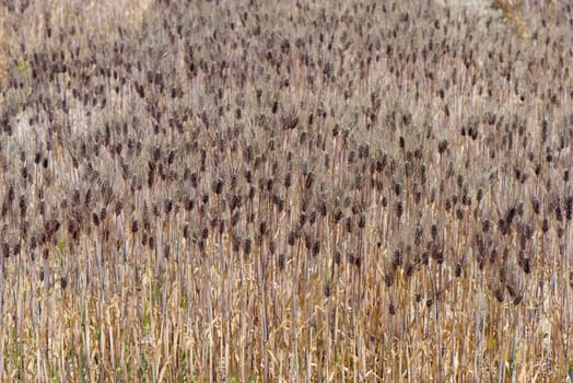 Field of black wheat grass