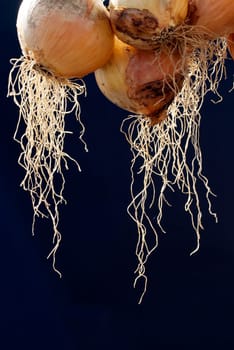 Hanging onion roots, black background