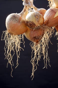 Hanging bunch of onion, black background
