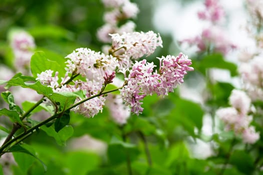 branch of a blossoming lilac in the park