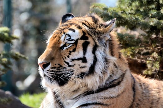 relaxed Siberian tiger at the Aschersleben zoo
