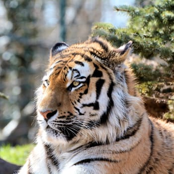 relaxed Siberian tiger at the Aschersleben zoo