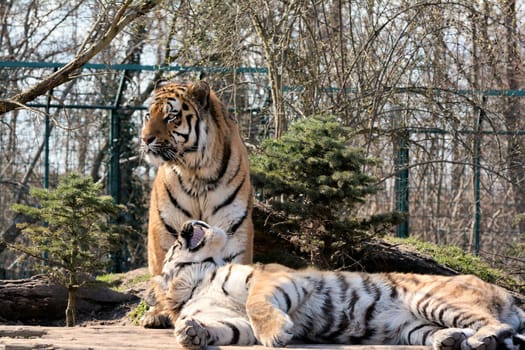 Siberian tigers at the Aschersleben Zoo
