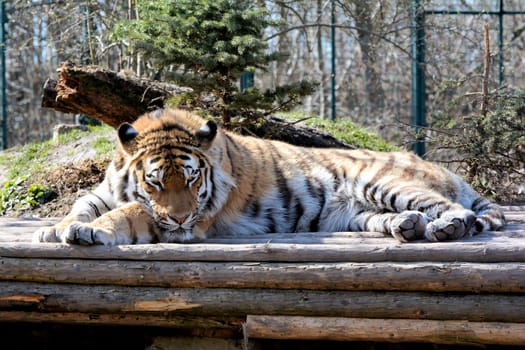 relaxed Siberian tiger at the Aschersleben zoo