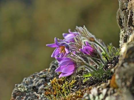 Ordinary kitchen clamps (Pulsatilla vulgaris) on rock